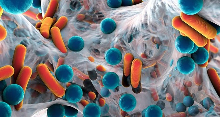 Las Bacterias