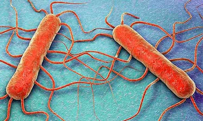 Listeria Monocitogenes