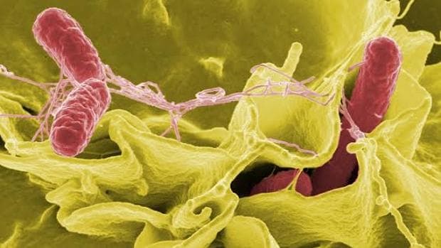 Salmonella