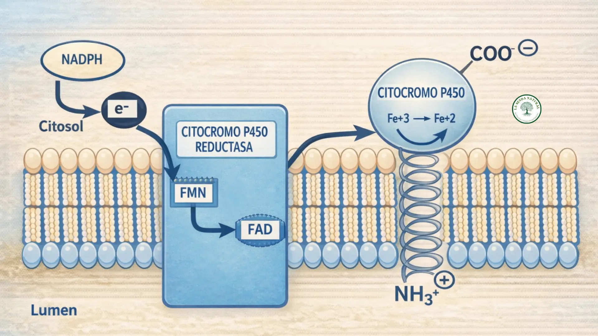 Acción del citocromo en las mitocondrias
