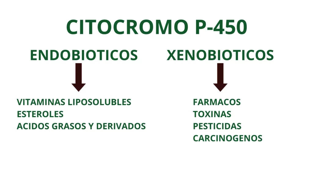 Acciones de los citocromos