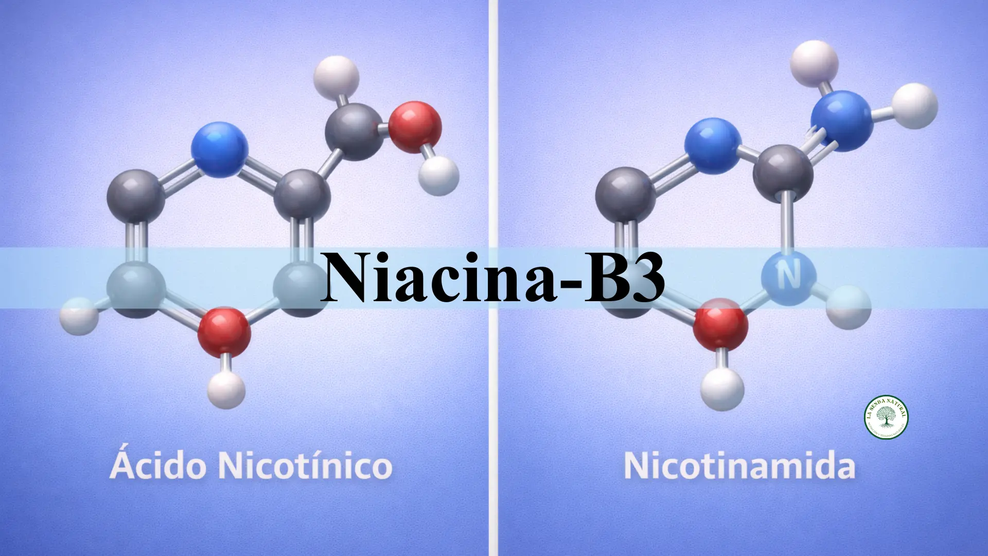 Acido nicotínico vs Nicotinamida