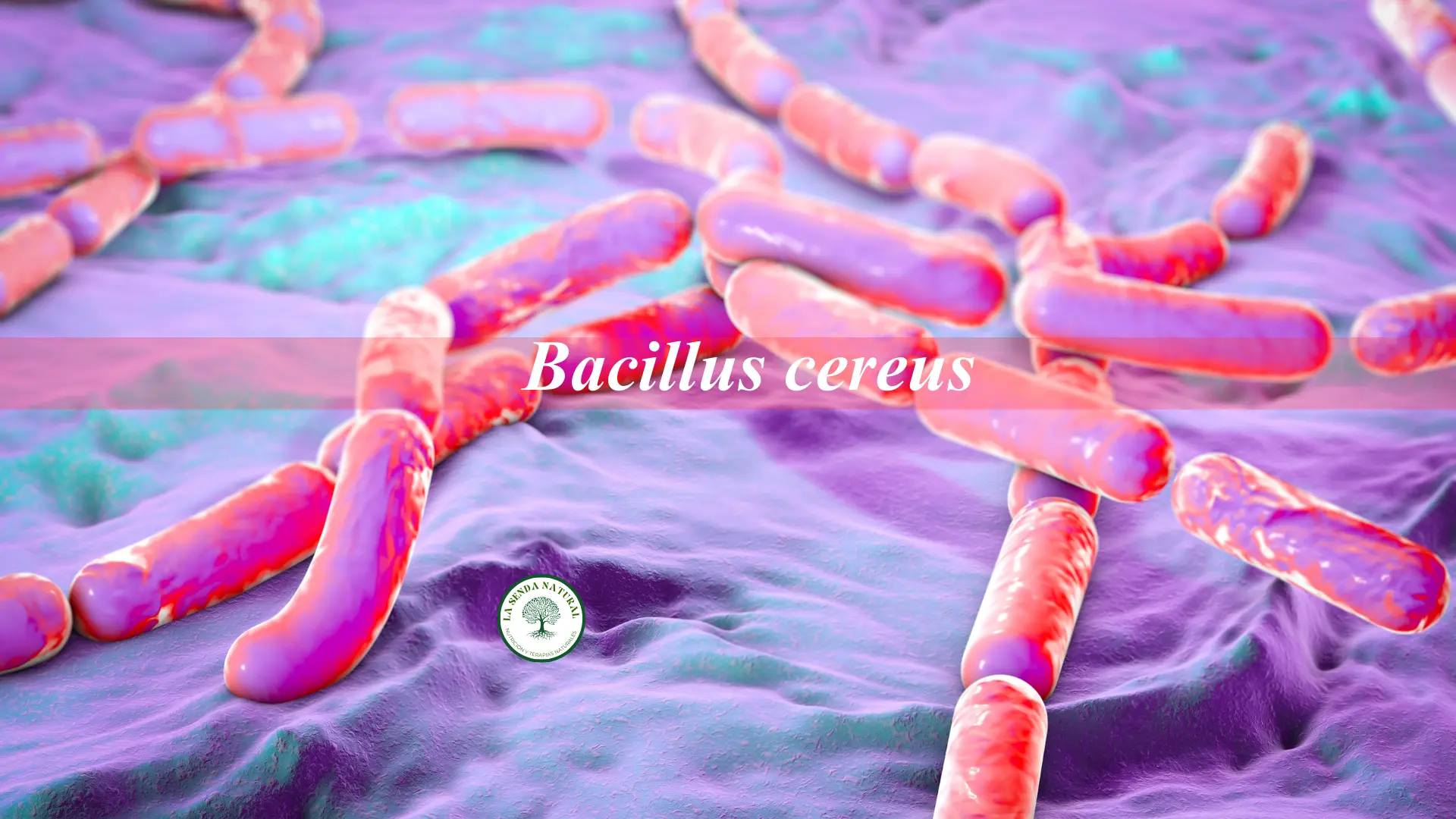 Qué es el Bacillus cereus 