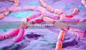 Bacillus cereus