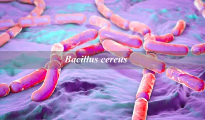 Bacillus cereus
