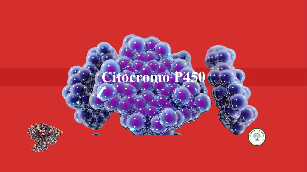 qué es el citocromo p450