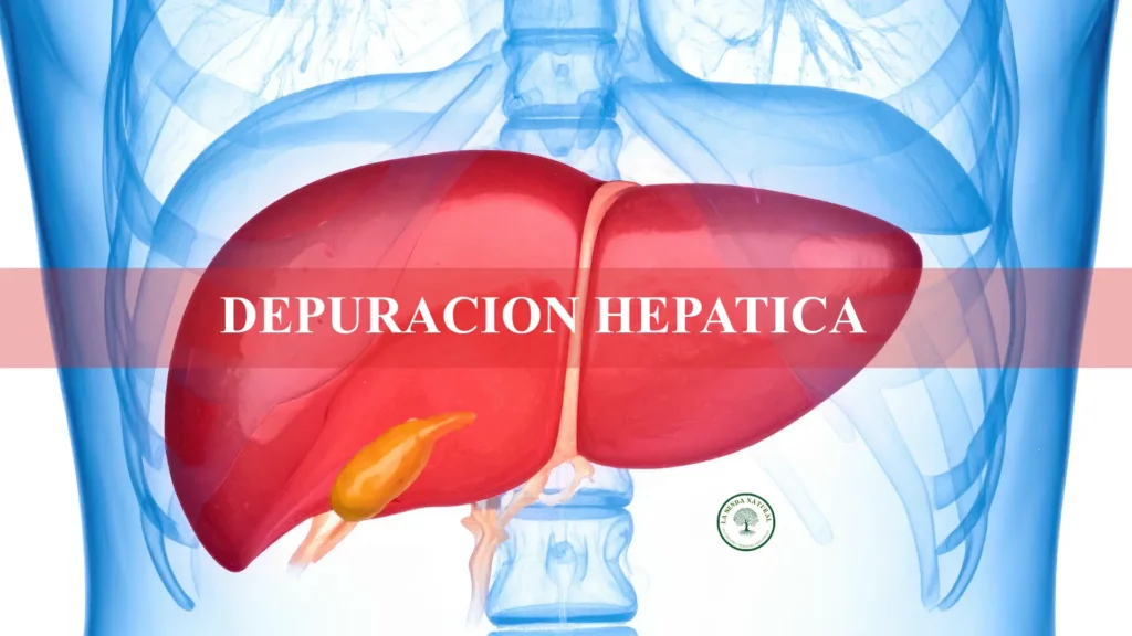 Depuració hepática