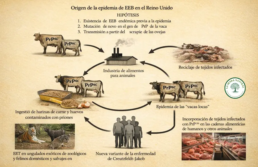 Enfermedad de las vacas locas