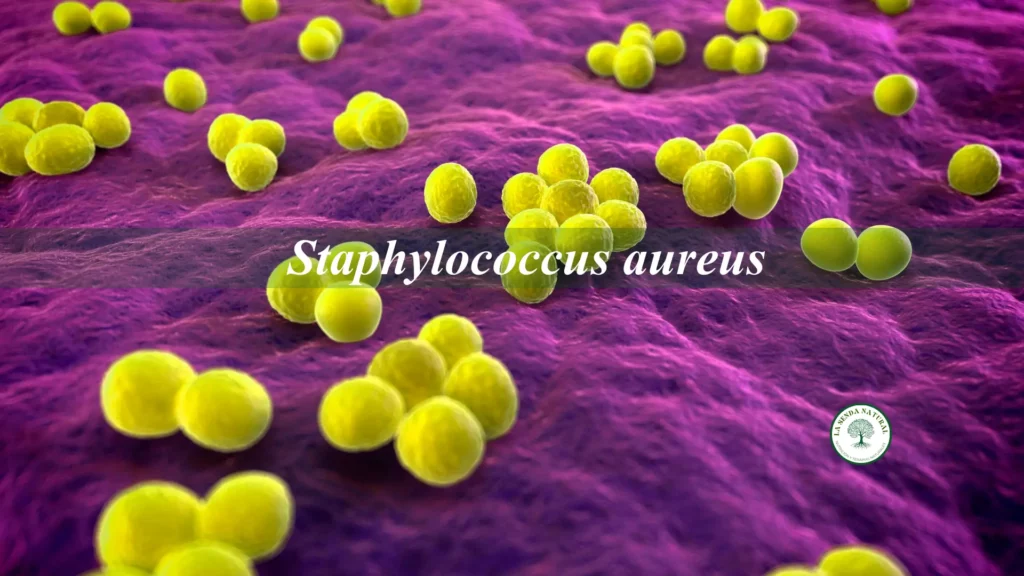 Qué es el Estafilococo dorado