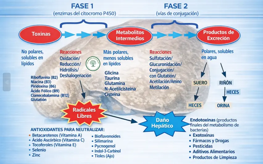 Fases de detoxificación hepática