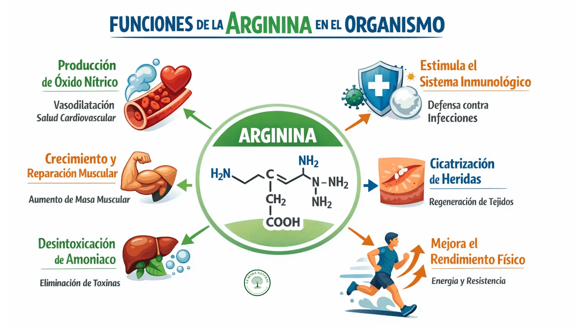 Funciones de la L-arginina en el organismo