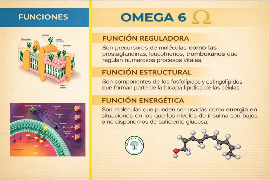 Funciones de los ácidos grasos omega 6