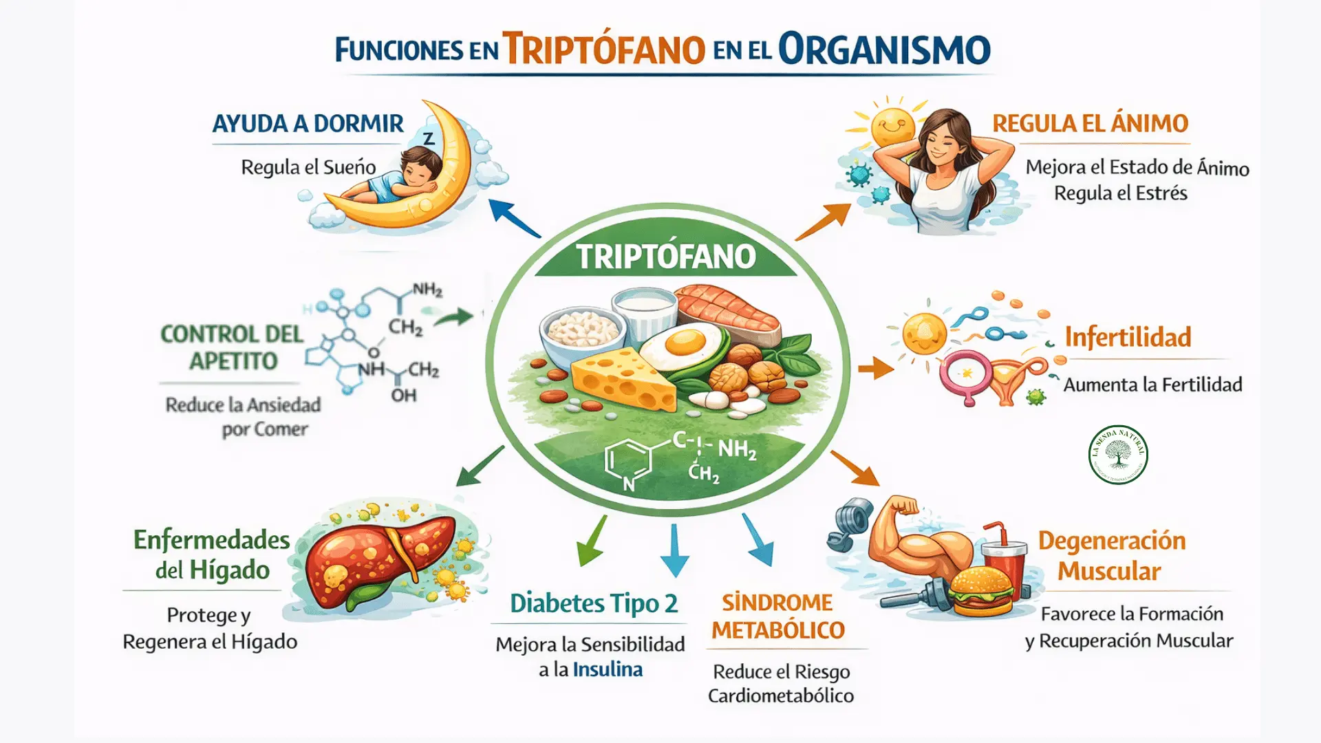 Funciones del triptófano en el organismo