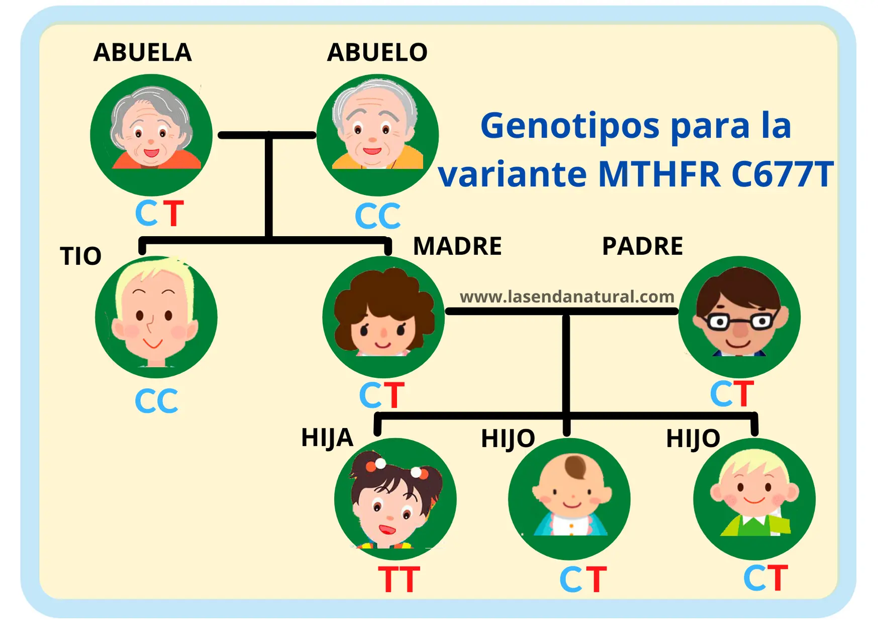 Alteraciones de la MTHFR