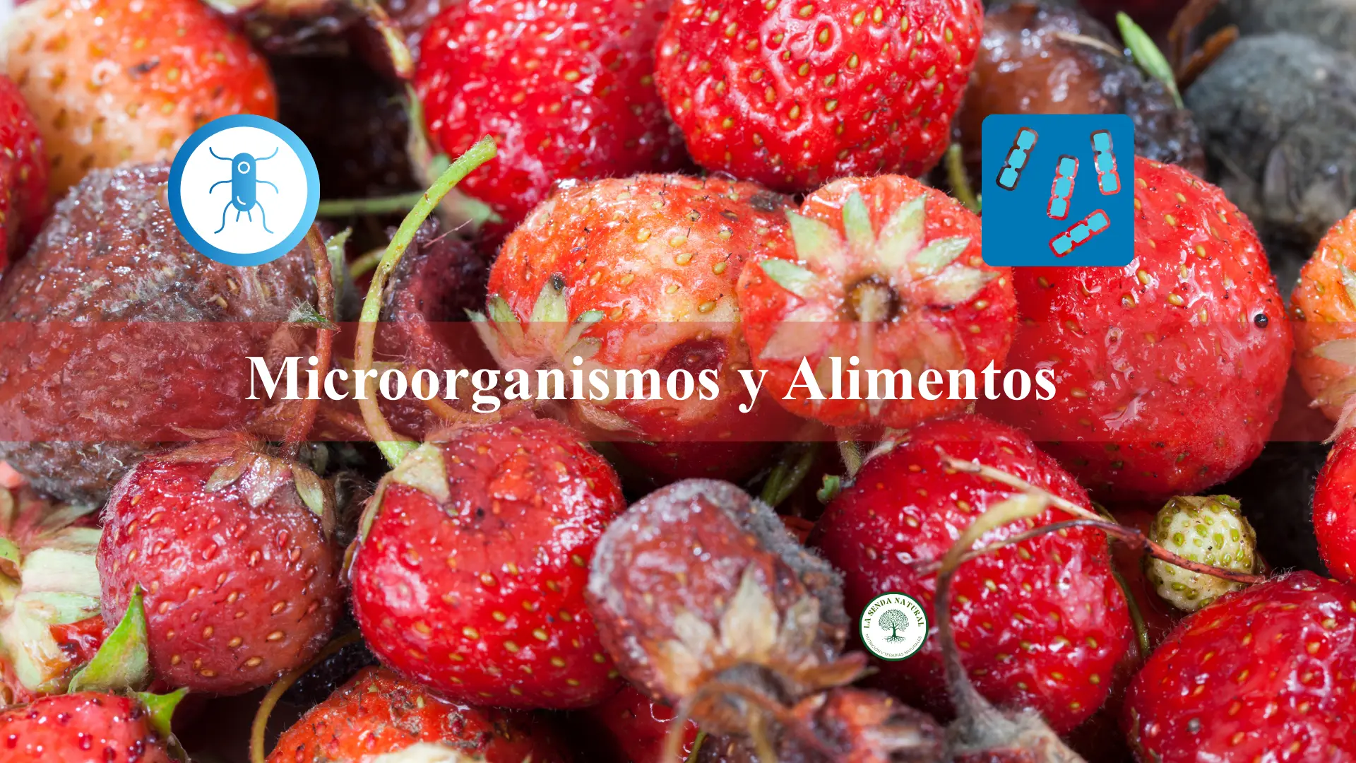 Microorganismos y Alimentos