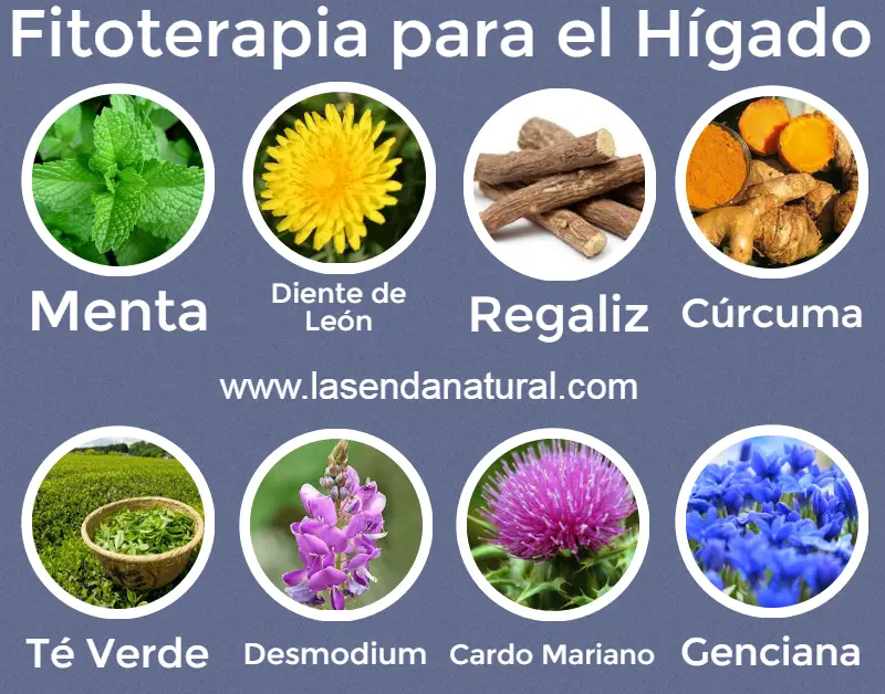 Plantas para el hígado
