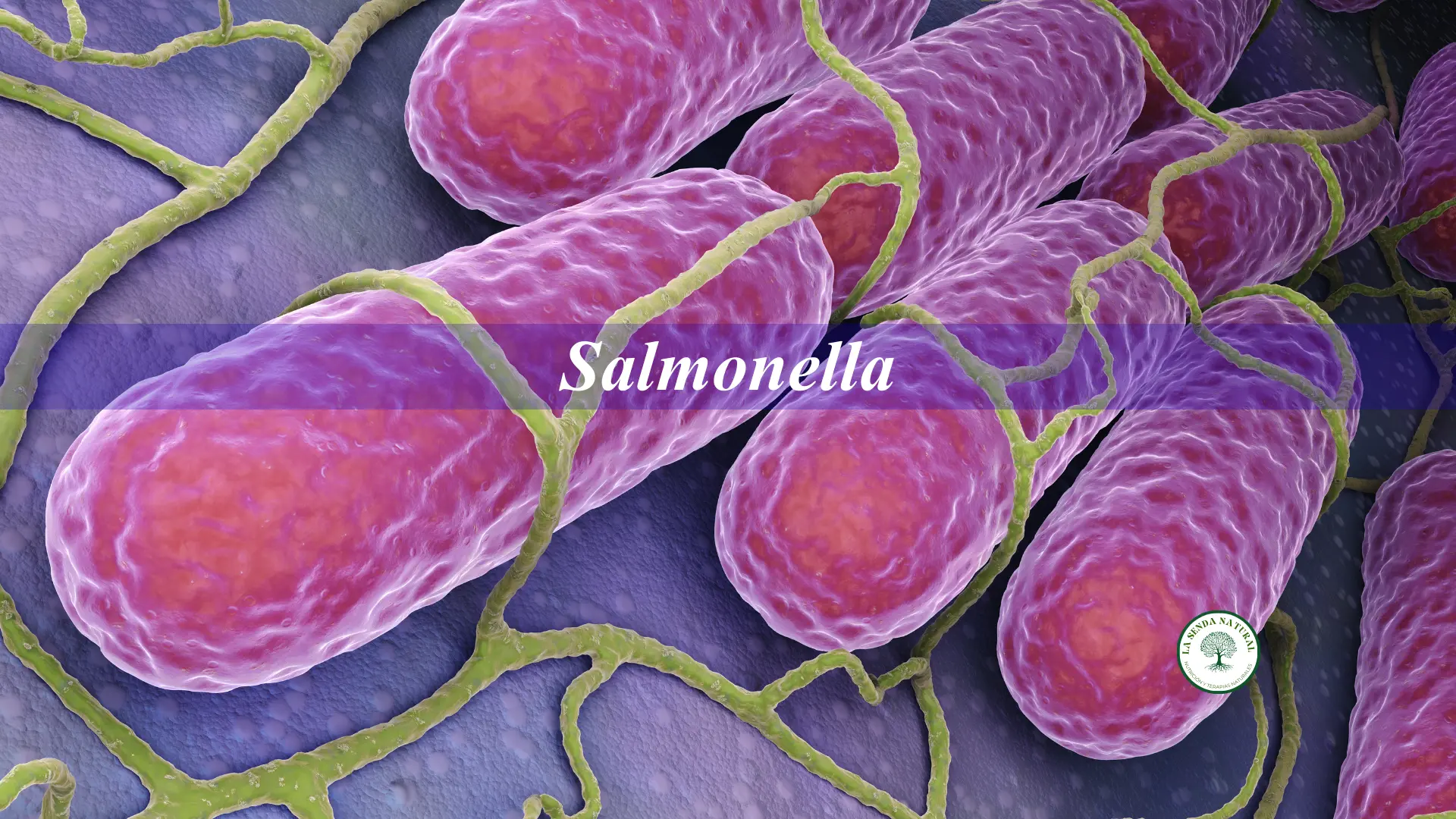 Qué es la Salmonella