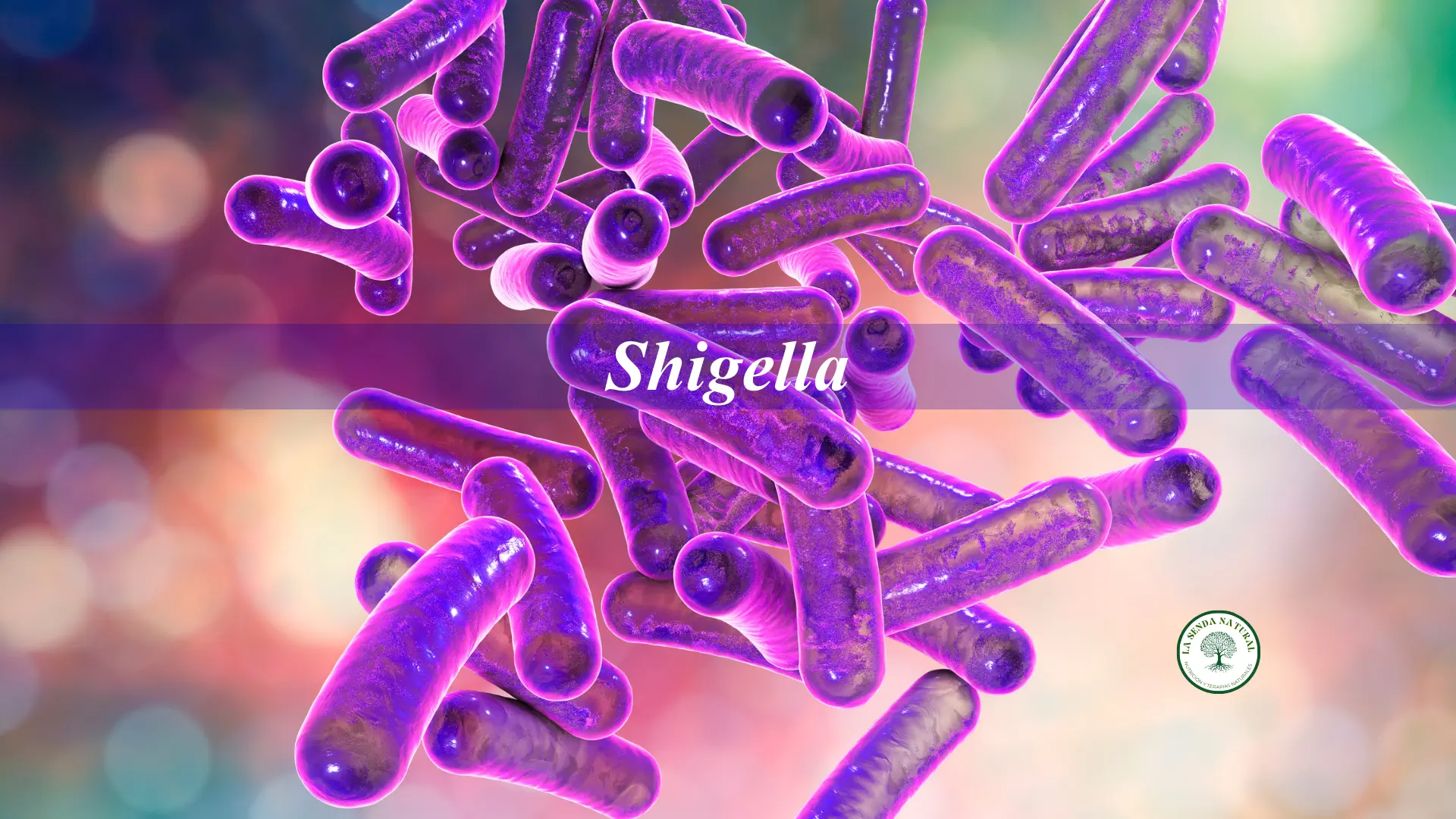 Que es la Shigella