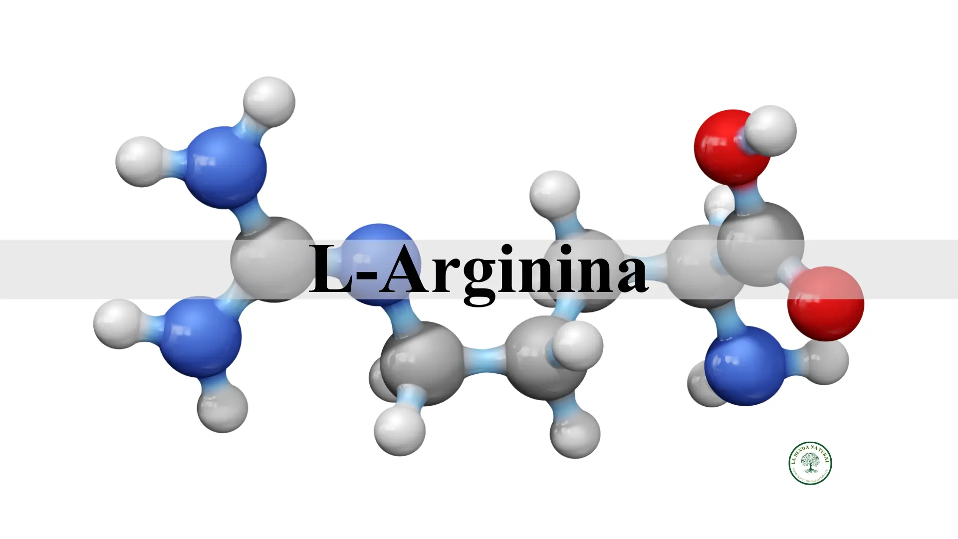 Qué es la L-arginina