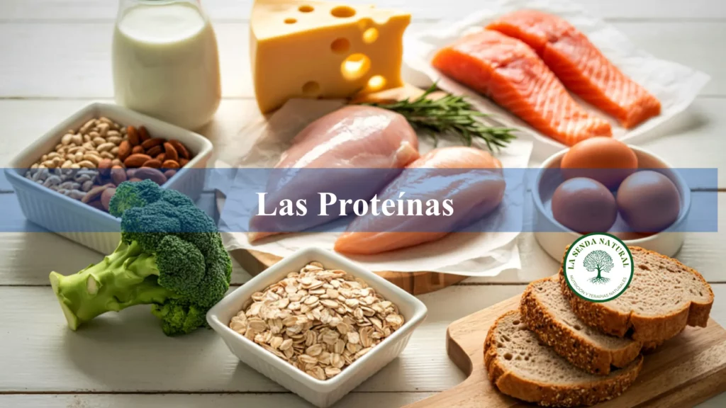 Qué son las proteínas