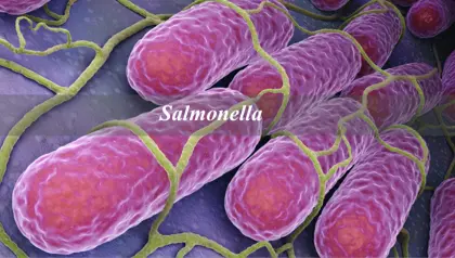 Salmonella