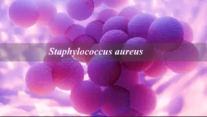 Staphylococcus aureus