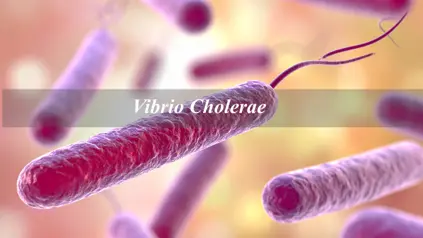 Vibrio Cholerae