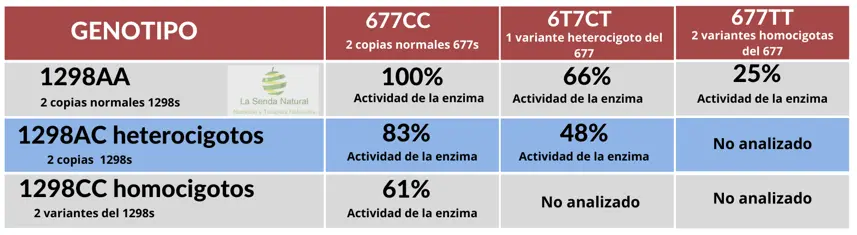 fenotipos MTHFR