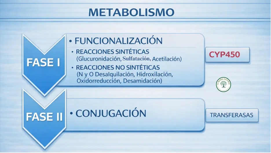 metabolismo de las enzimas del glutation