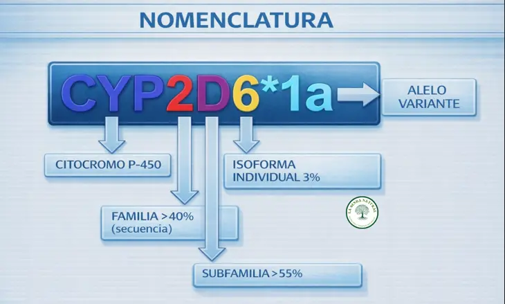nomenclatura de los citocromos