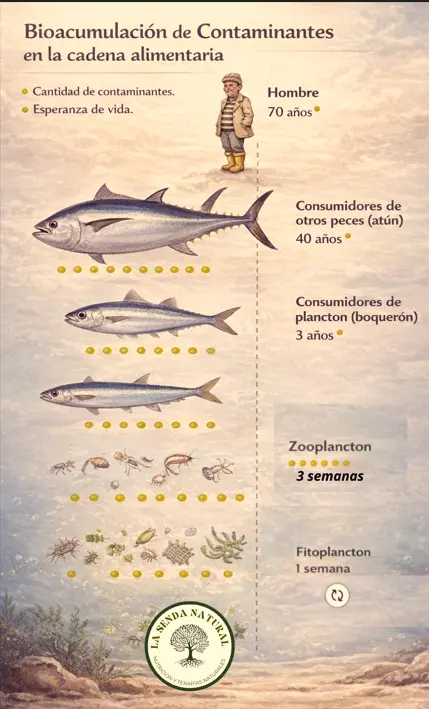 Bioacumulación de contaminantes
