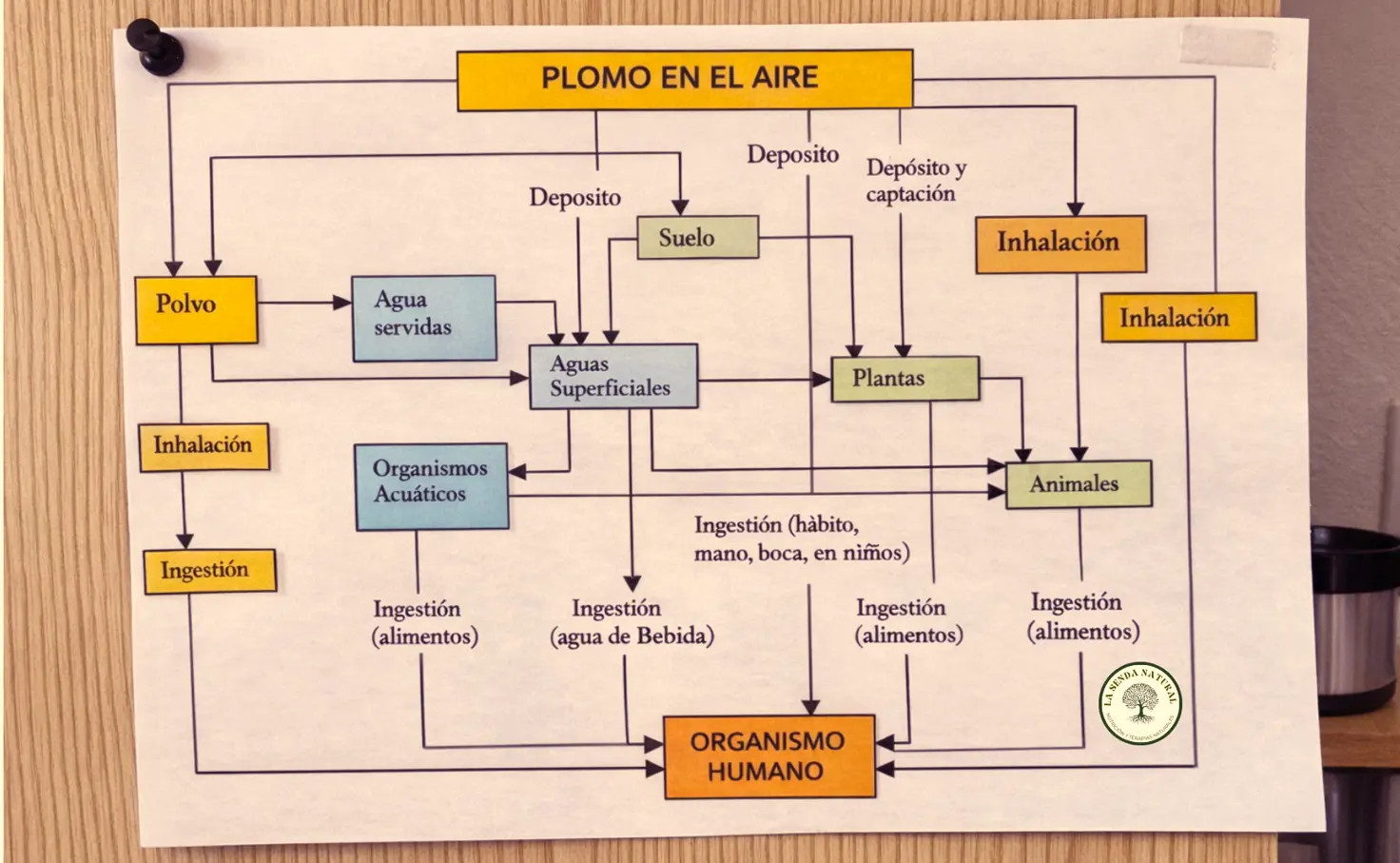 Diagrama del impacto del plomo
