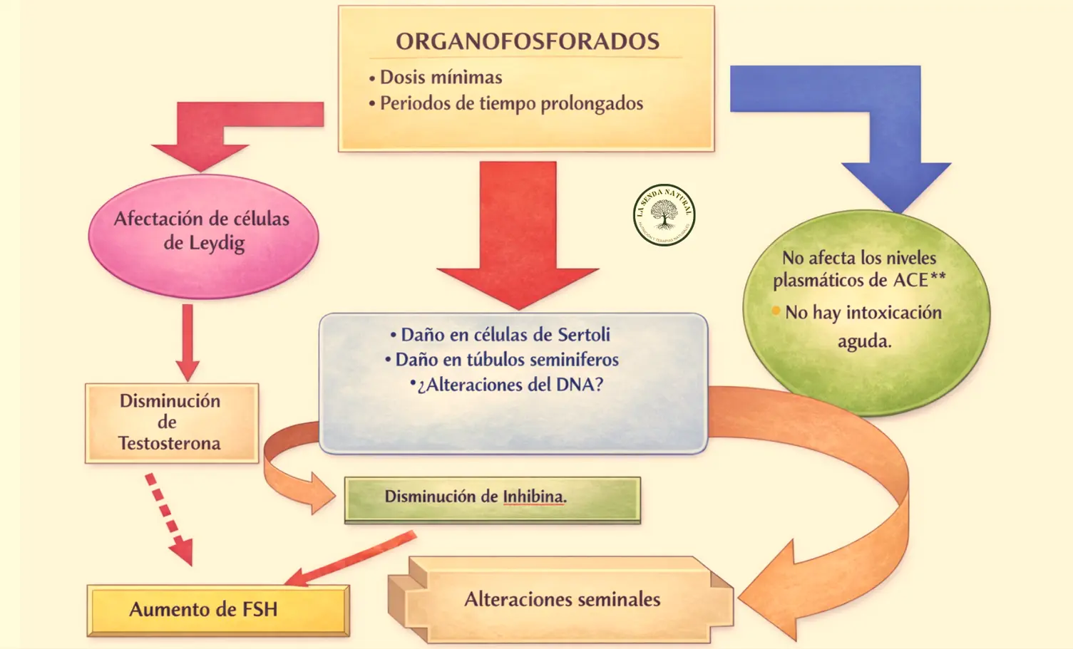 Efectos de organofosforados en la reproducción