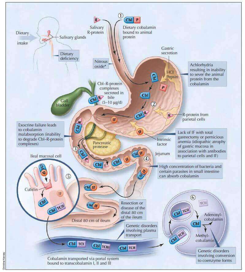 Vitamina b12 https info lasendanatural