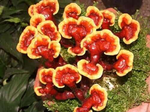 hongo reishi