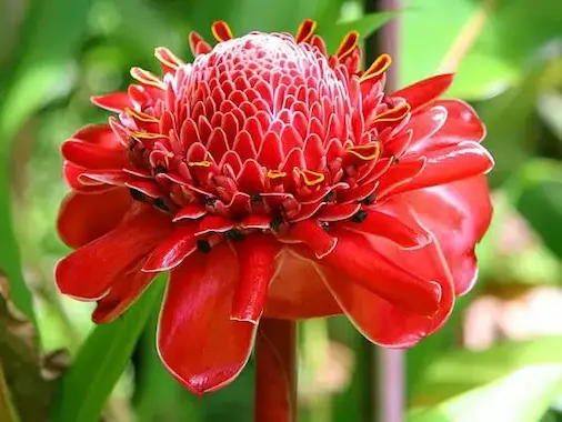 Blog-de-Fitoterapia de Pascual Martinez en la senda natural