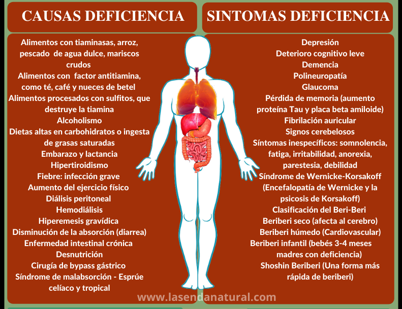 Causas de deficiencia de B1
