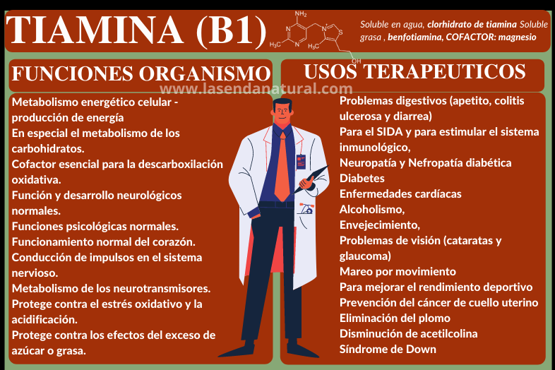 Vitamina B1 funciones