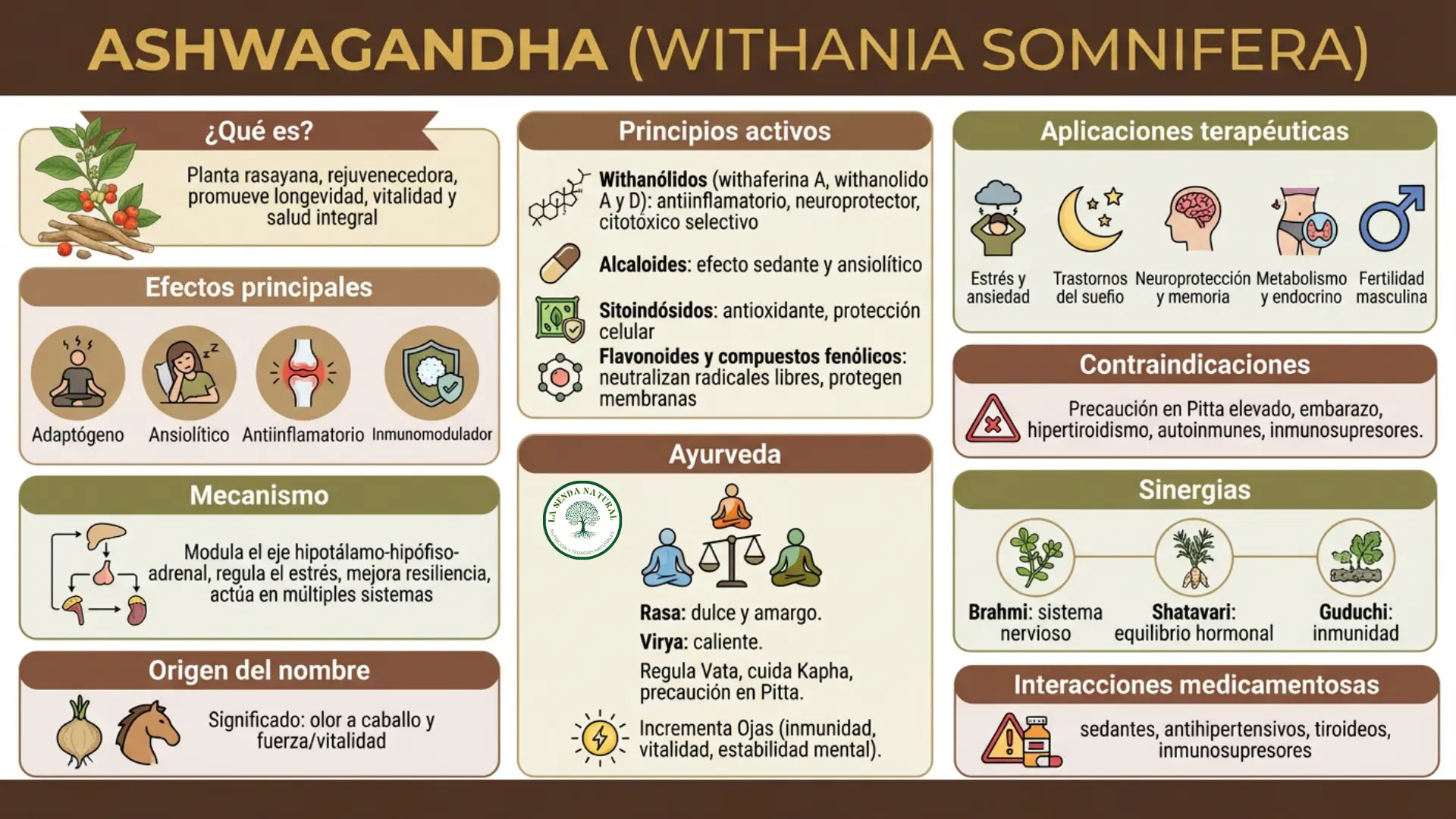 Ashwagandha-infografía