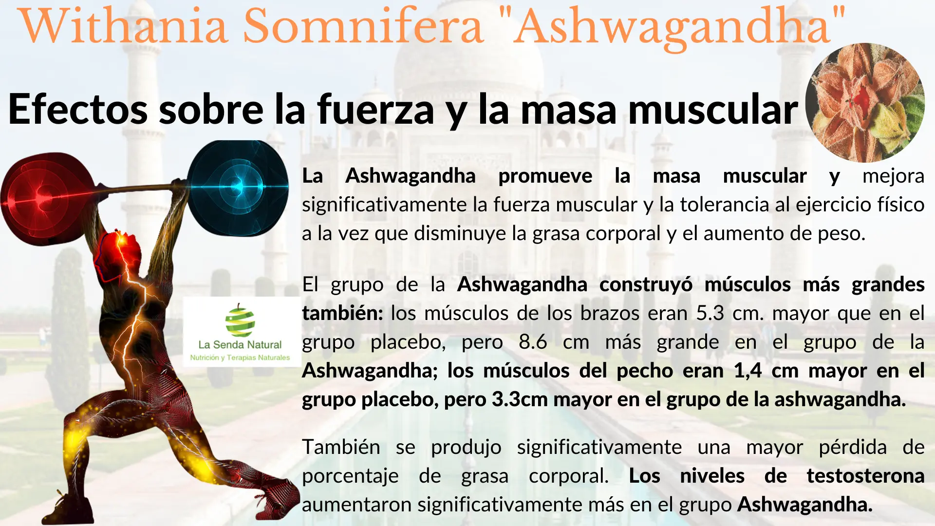 Ashwagandha en el deporte