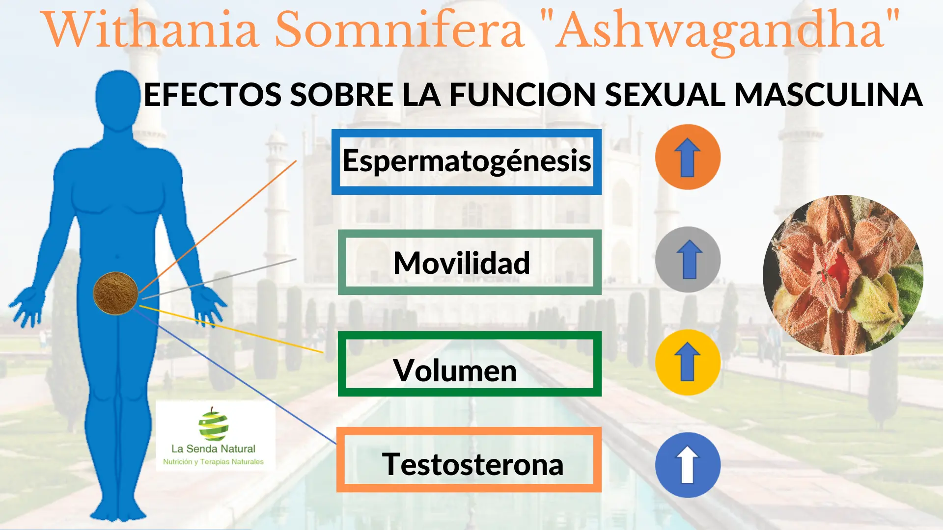 Ashwagandha-funcion masculina