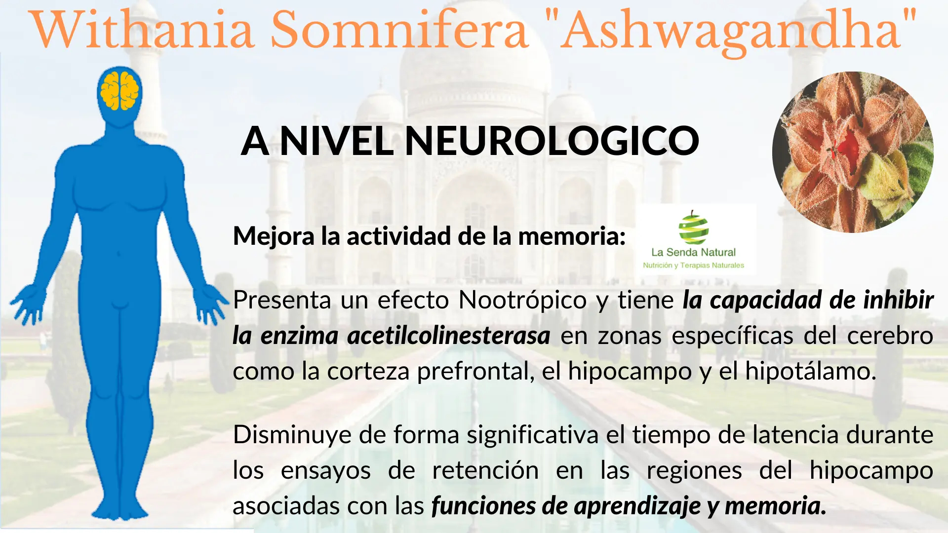 Ashwagandha-nivel neurológico