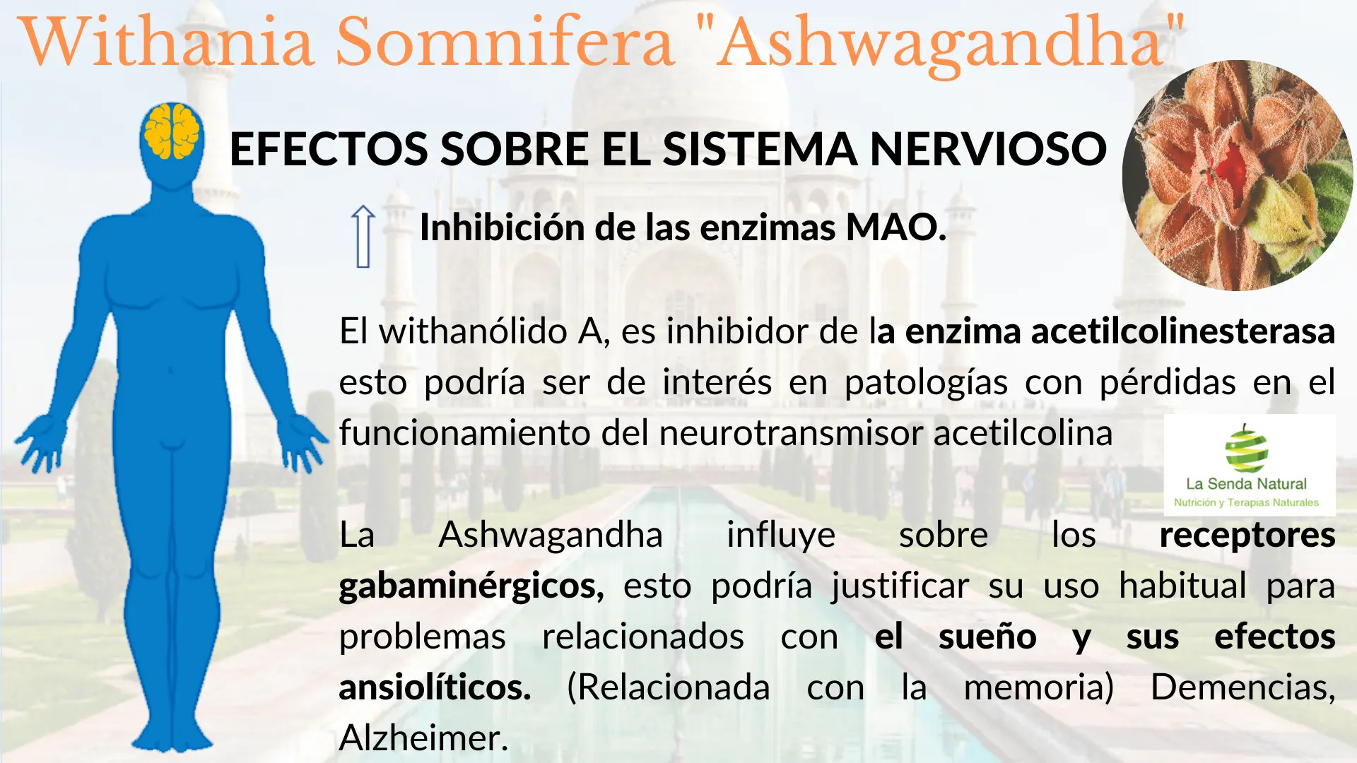 Ashwagandha- sistema nervioso