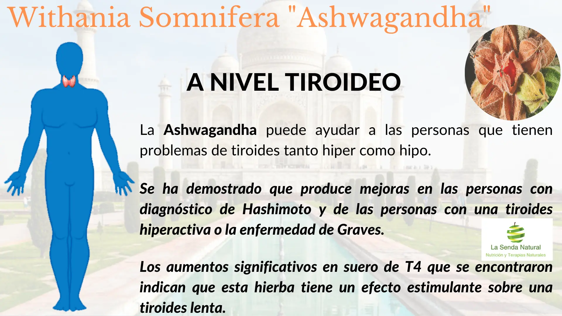 Ashwagandha-tiroides