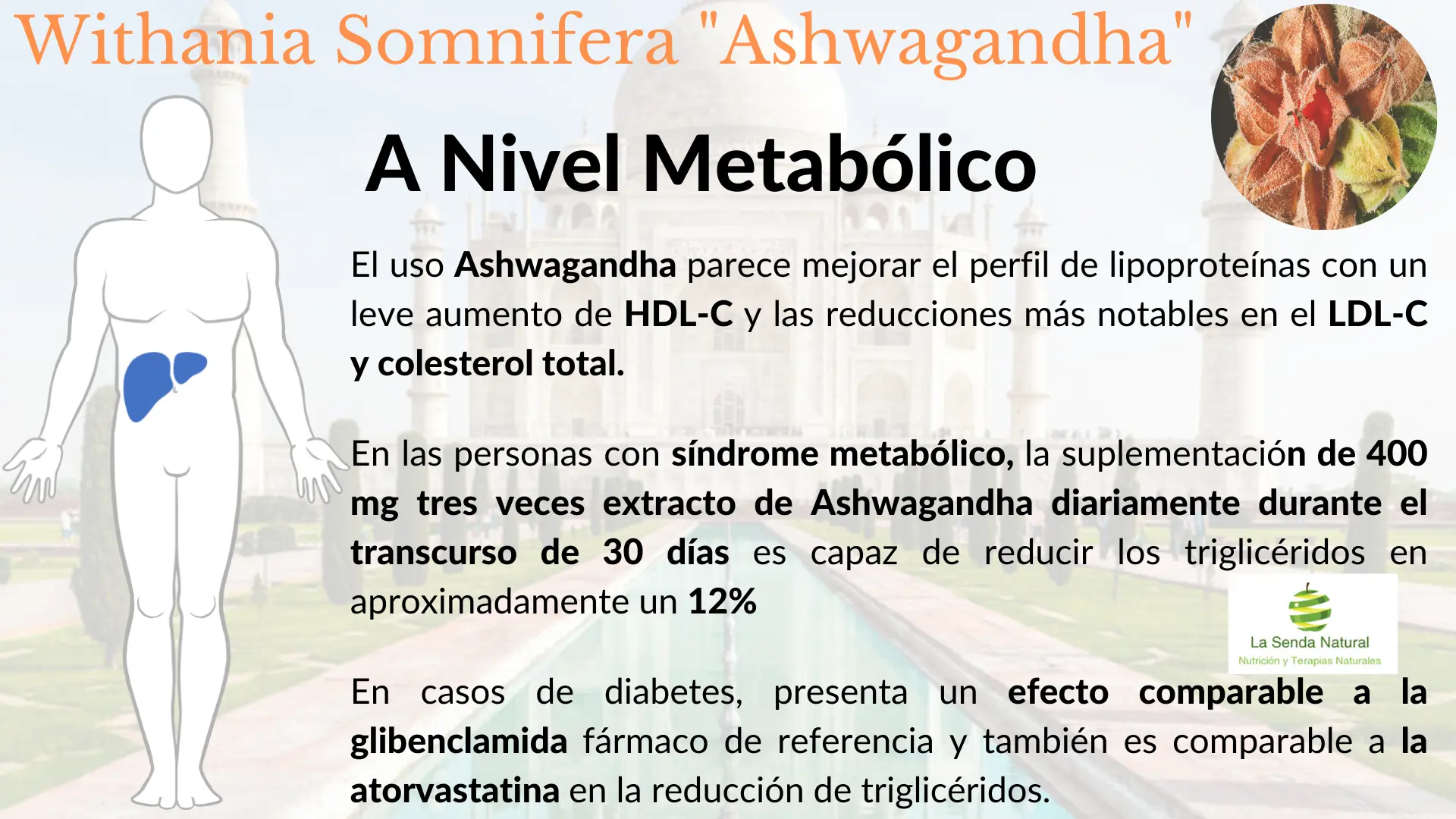 Ashwagandha y metabolismo