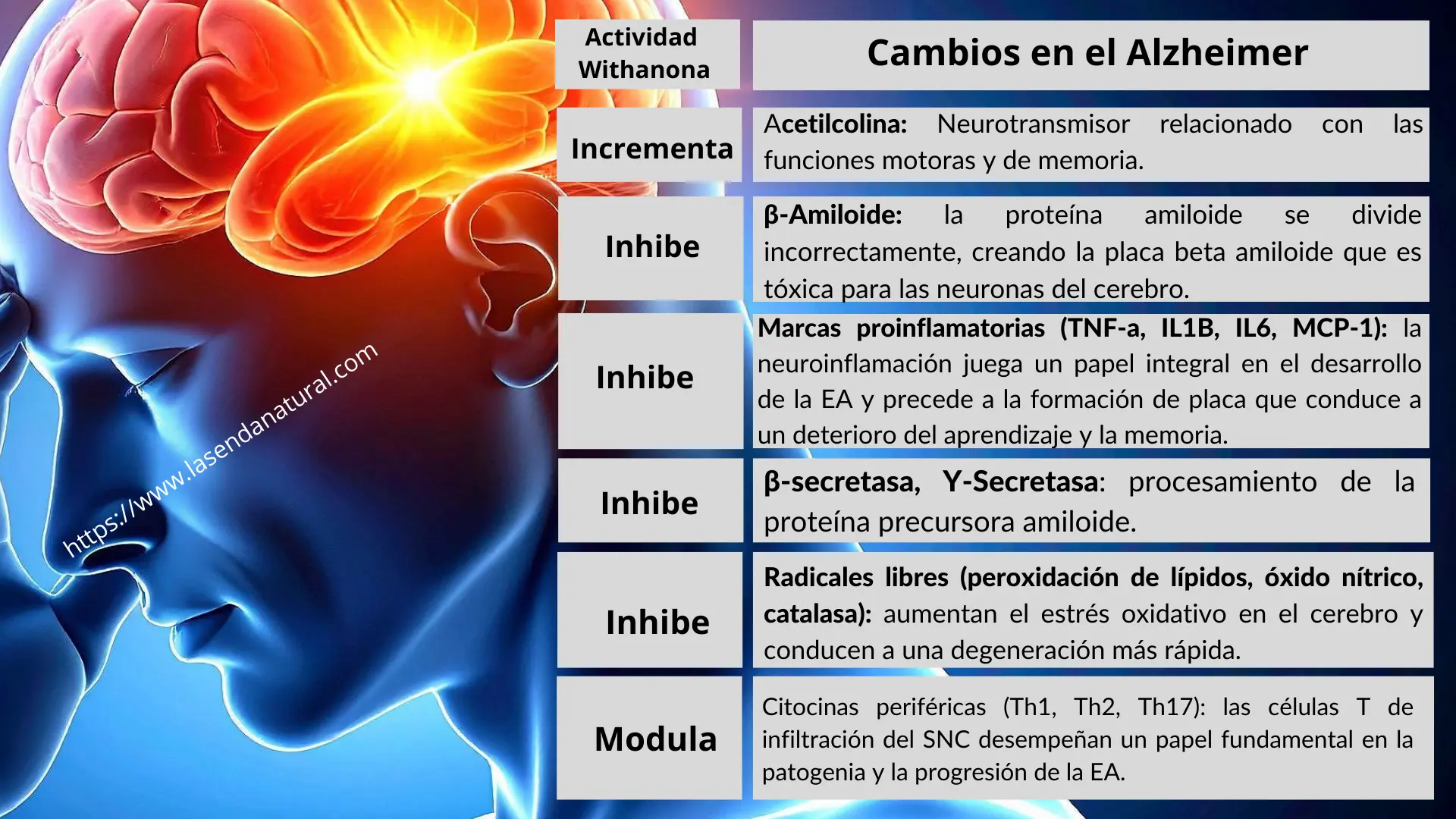 Cambios de la ashwagandha en el alzheimer