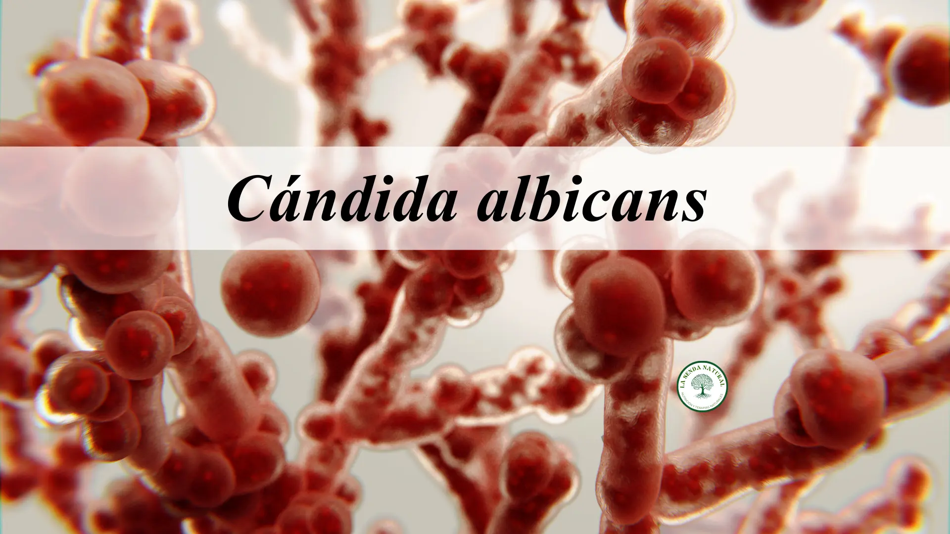 Cándida albicans