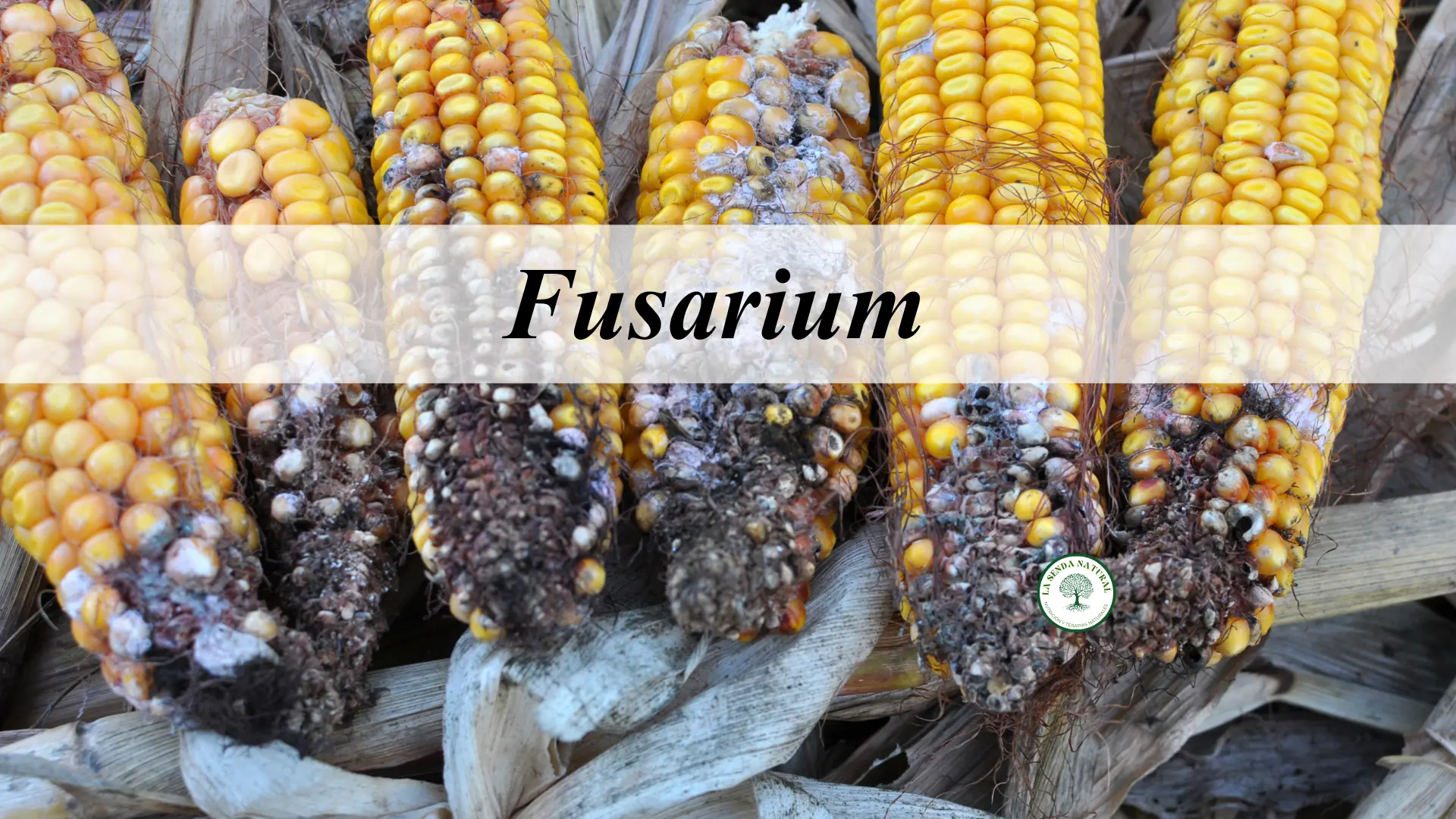 Fusarium
