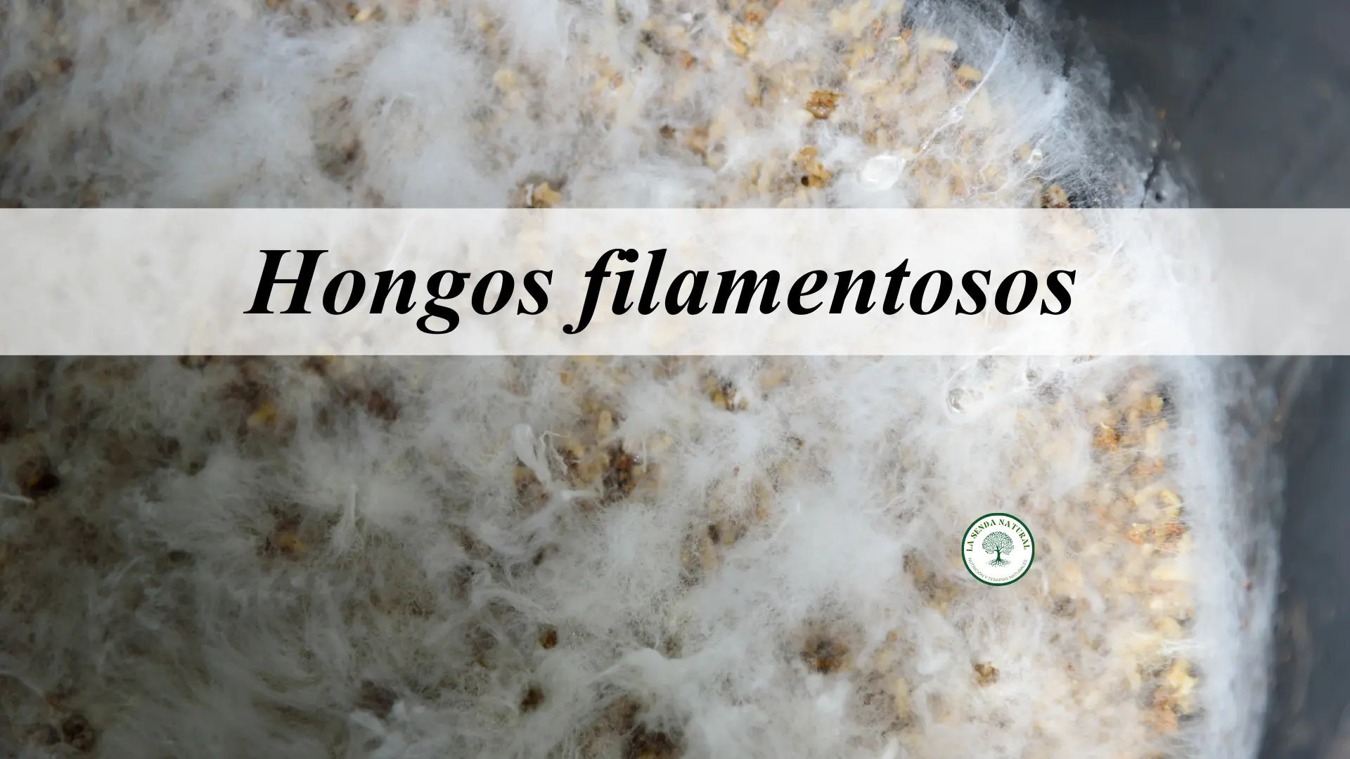 Hongos filamentosos
