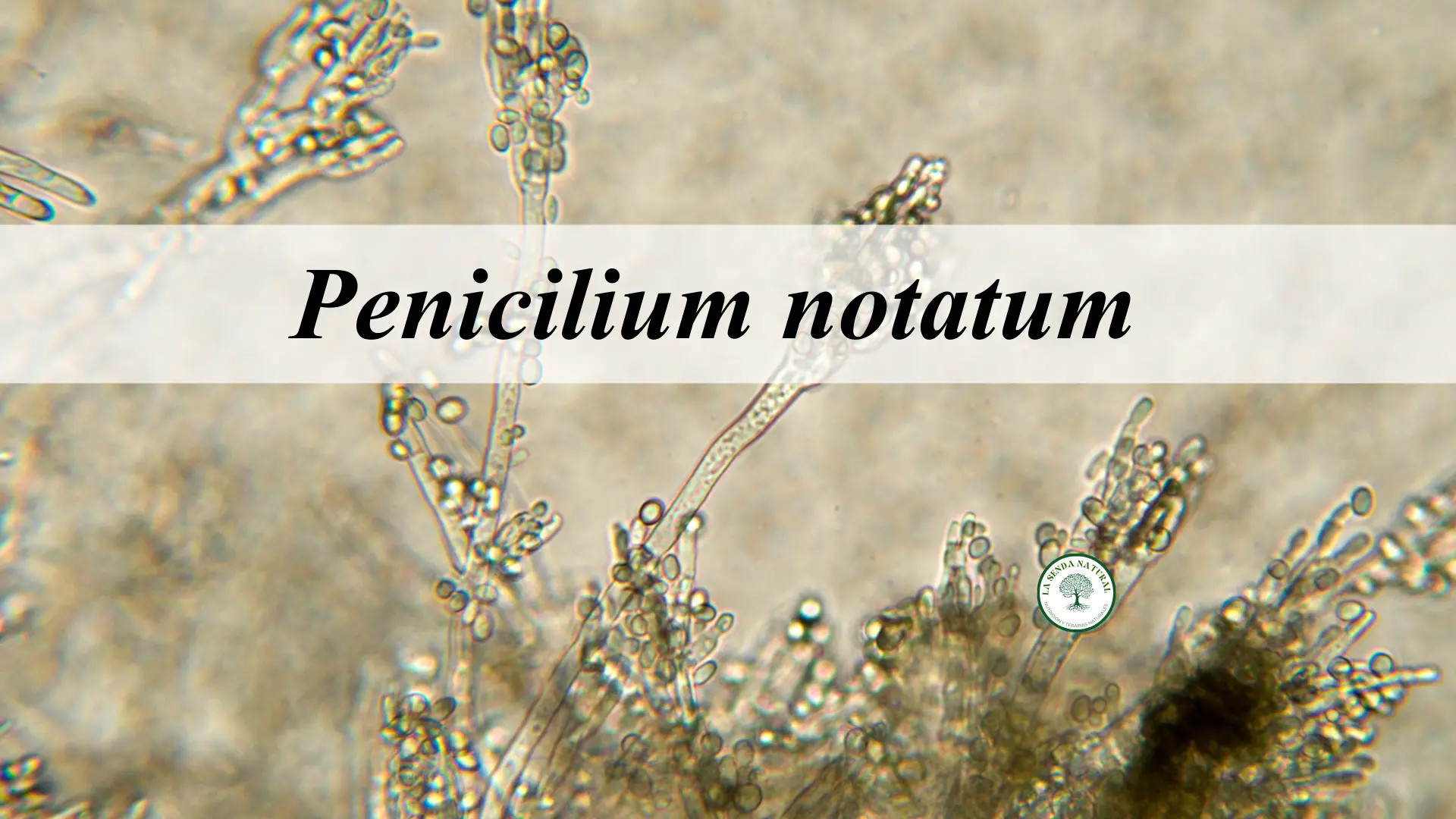 Pencillium notatum